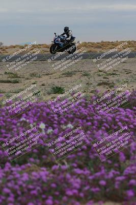 media/Jan-14-2023-SoCal Trackdays (Sat) [[497694156f]]/Turn 14 Exit Bloomig (145pm)/